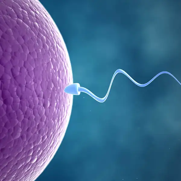 fertilidade